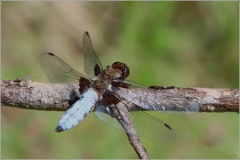 <p>VÁŽKA PLOSKÁ - sameček (Libellula depressa) ---- /Broad-bodied chaser - Plattbauch/</p>